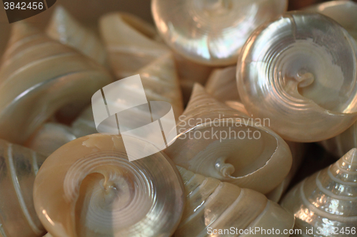 Image of pearl shells collection