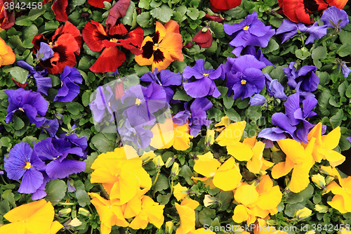 Image of fresh color pansies flowers