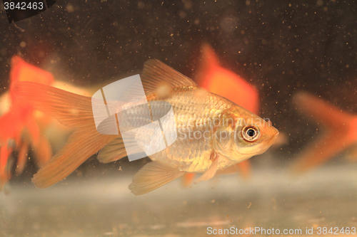 Image of young small goldfish