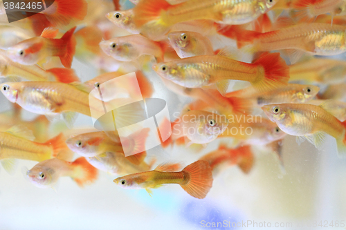 Image of guppy fishes background\r\n