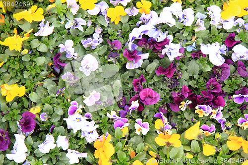 Image of fresh color pansies flowers