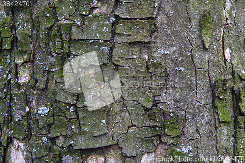 Image of dark bark texture