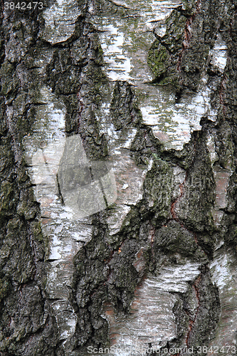 Image of birch tree bark texture