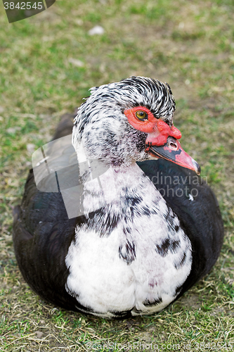 Image of Portrait of a Muscovy duck 