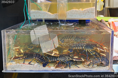 Image of Lobsters in Tank