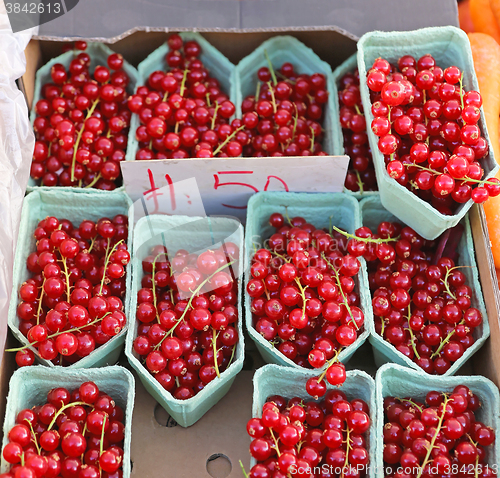 Image of Red Currant