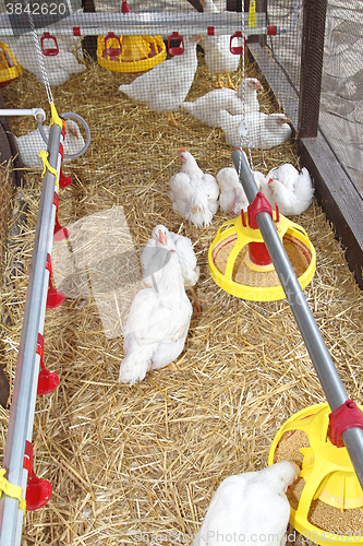 Image of Hen Farm
