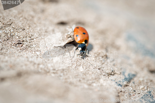 Image of Seven-spot ladybird on sand, 