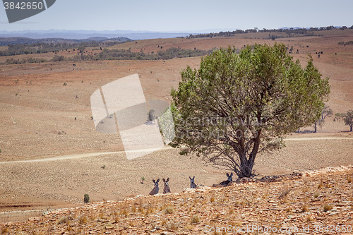 Image of Australian scenery with kangaroos under the tree