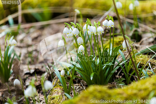 Image of early spring snowflake flowers