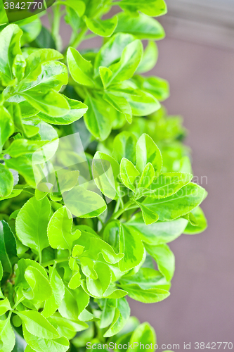 Image of fresh green leaves