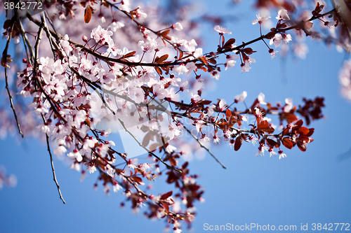 Image of spring cherry blossoms