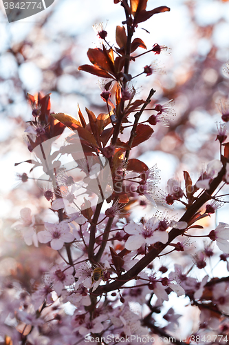 Image of spring cherry blossoms