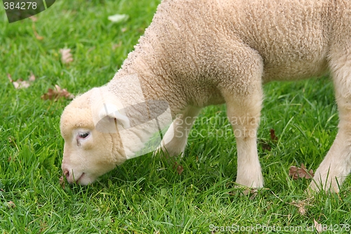 Image of Baby sheep