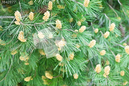 Image of fir tree with cones