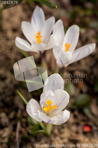 Image of first spring flowers in garden crocus
