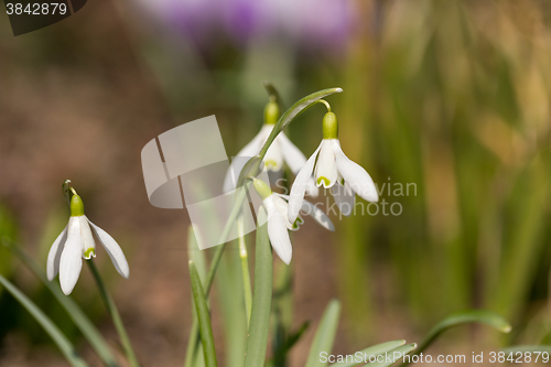 Image of Snowdrop bloom in springtime