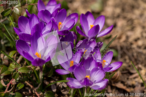 Image of first spring flowers in garden crocus