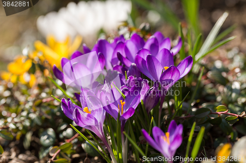 Image of first spring flowers in garden crocus