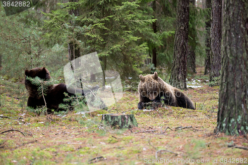 Image of brown bear (Ursus arctos) in winter forest