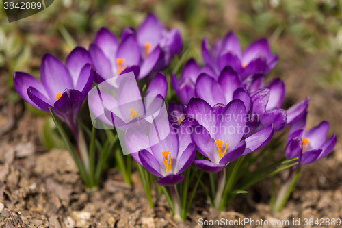 Image of first spring flowers in garden crocus