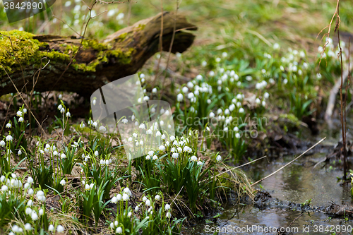 Image of early spring snowflake flowers