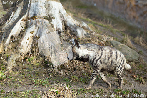 Image of Striped hyena (Hyaena hyaena)