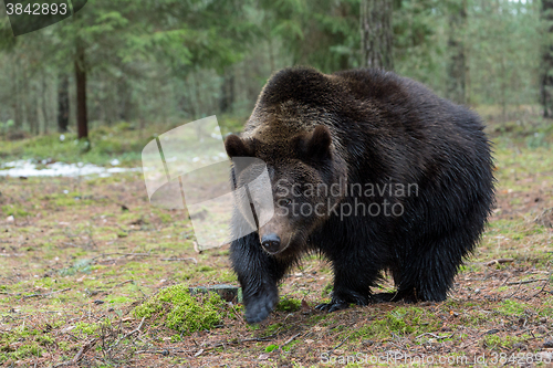 Image of brown bear (Ursus arctos) in winter forest