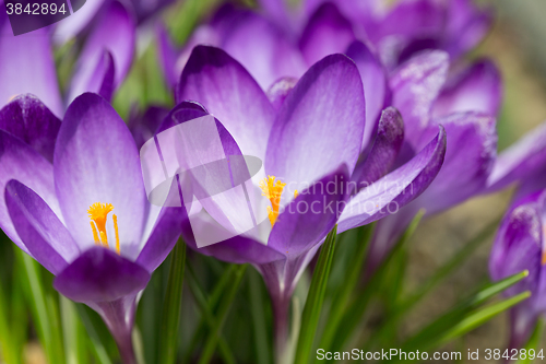 Image of first spring flowers in garden crocus