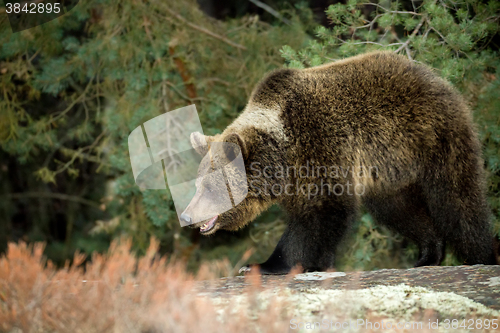 Image of brown bear (Ursus arctos) in winter forest
