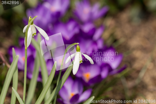 Image of Snowdrop bloom in springtime