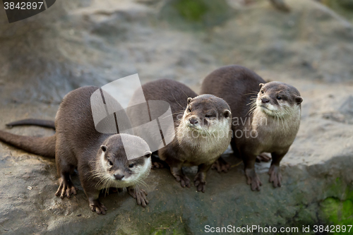 Image of European otter (Lutra lutra)