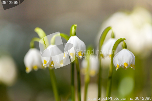 Image of early spring snowflake flowers