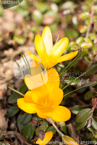 Image of first spring flowers in garden crocus