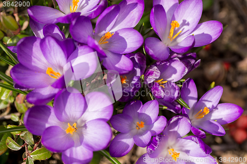 Image of first spring flowers in garden crocus