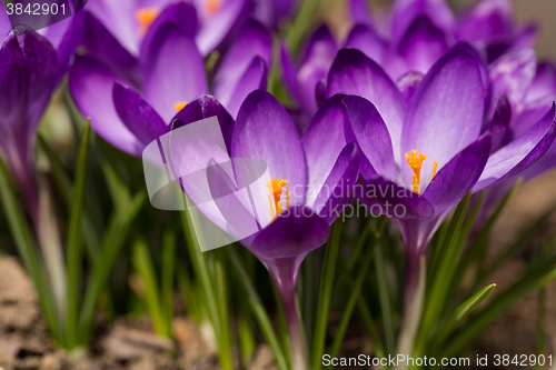 Image of first spring flowers in garden crocus