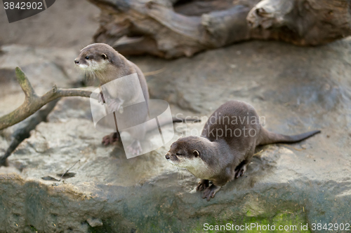 Image of European otter (Lutra lutra)