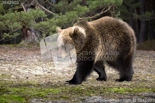 Image of brown bear (Ursus arctos) in winter forest