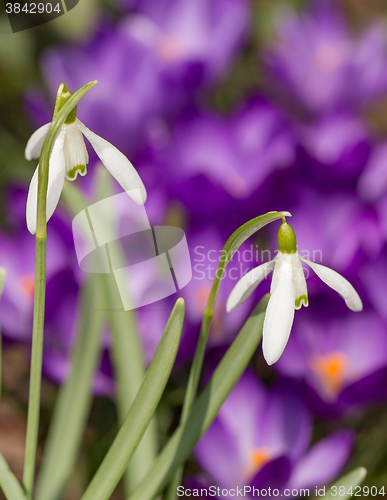 Image of Snowdrop bloom in springtime