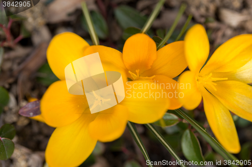 Image of first spring flowers in garden crocus