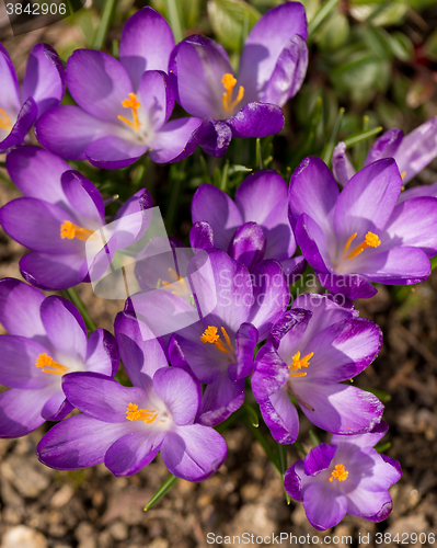 Image of first spring flowers in garden crocus