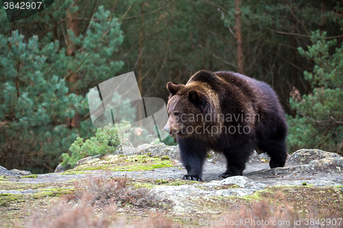 Image of brown bear (Ursus arctos) in winter forest