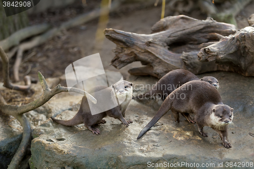 Image of European otter (Lutra lutra)