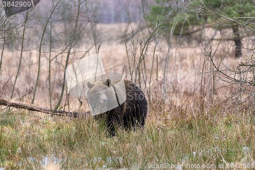 Image of brown bear (Ursus arctos) in winter forest