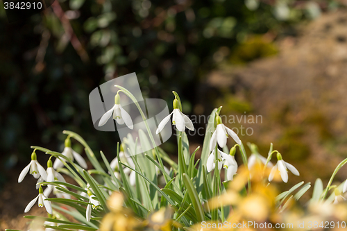 Image of Snowdrop bloom in springtime