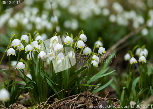 Image of early spring snowflake flowers