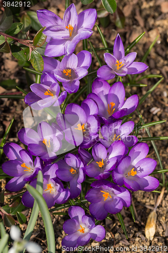 Image of first spring flowers in garden crocus