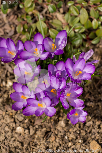 Image of first spring flowers in garden crocus