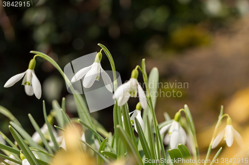 Image of Snowdrop bloom in springtime