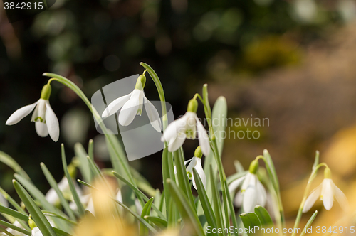 Image of Snowdrop bloom in springtime
